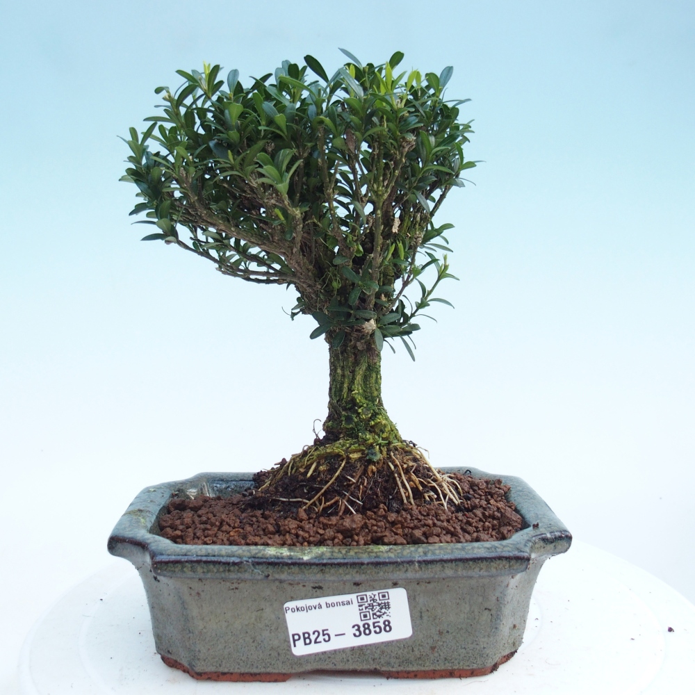 Pokój bonsai - Buxus harlandii - buxus korkowy