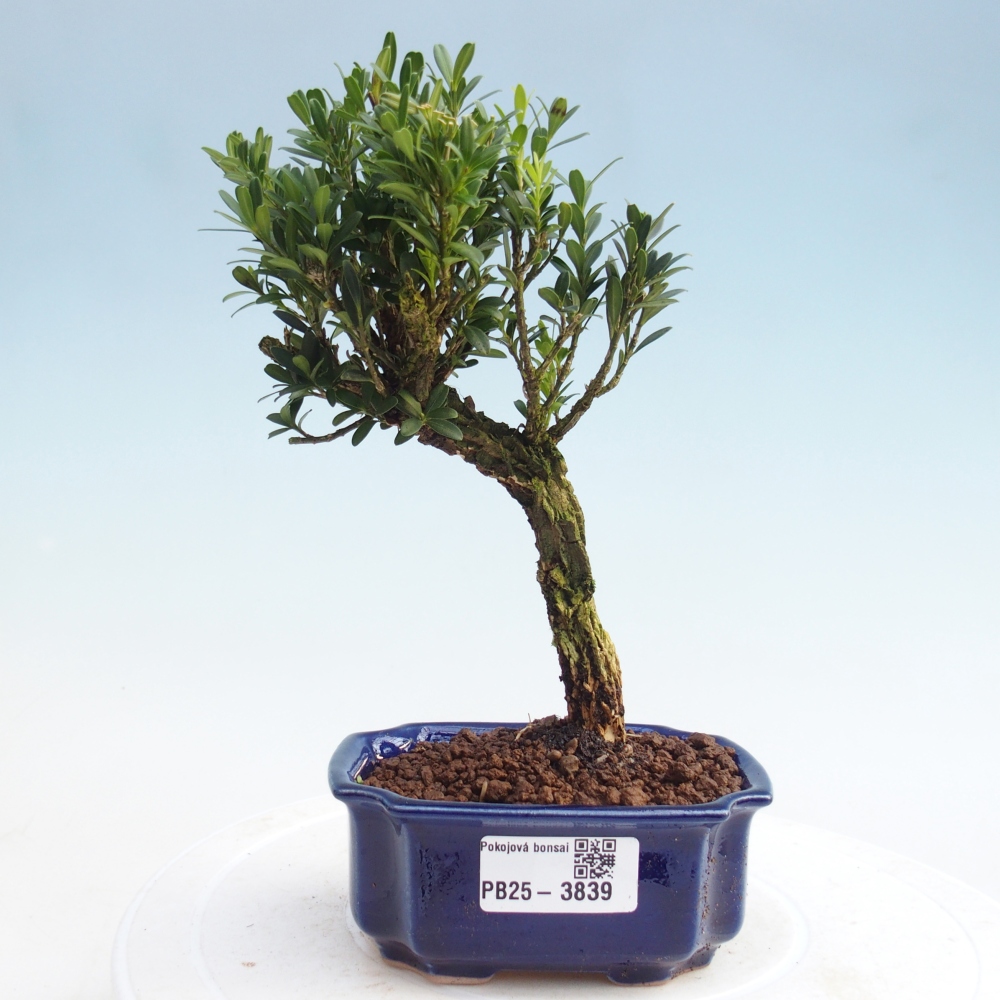 Pokój bonsai - Buxus harlandii - buxus korkowy