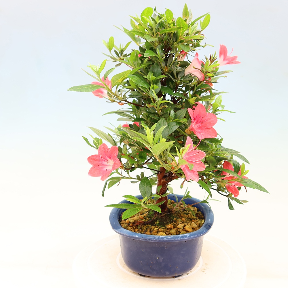 Bonsai zewnętrzne - Azalia japońska - Azalia Beniko