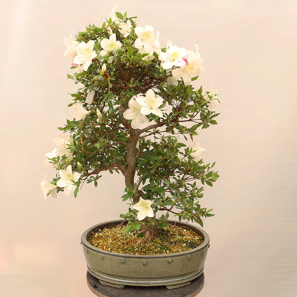 Bonsai zewnętrzne - Azalia japońska - Azalia Hand