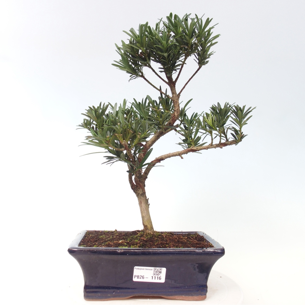 Pokój bonsai - Podocarpus - Kamienny cis