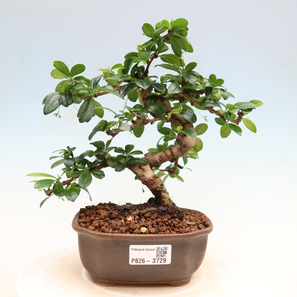 Bonsai pokojowe - Carmona macrophylla - Tea fuki