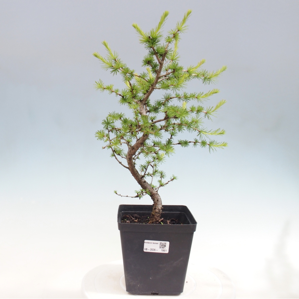 Bonsai zewnętrzne - Larix decidua - Modrzew