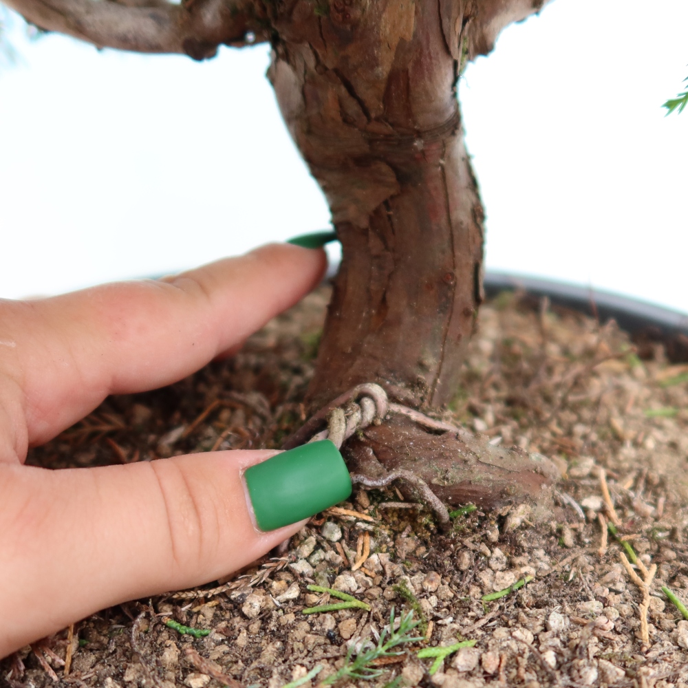 Bonsai ogrodowe – Juniperus chinensis Itoigawa – jałowiec chiński