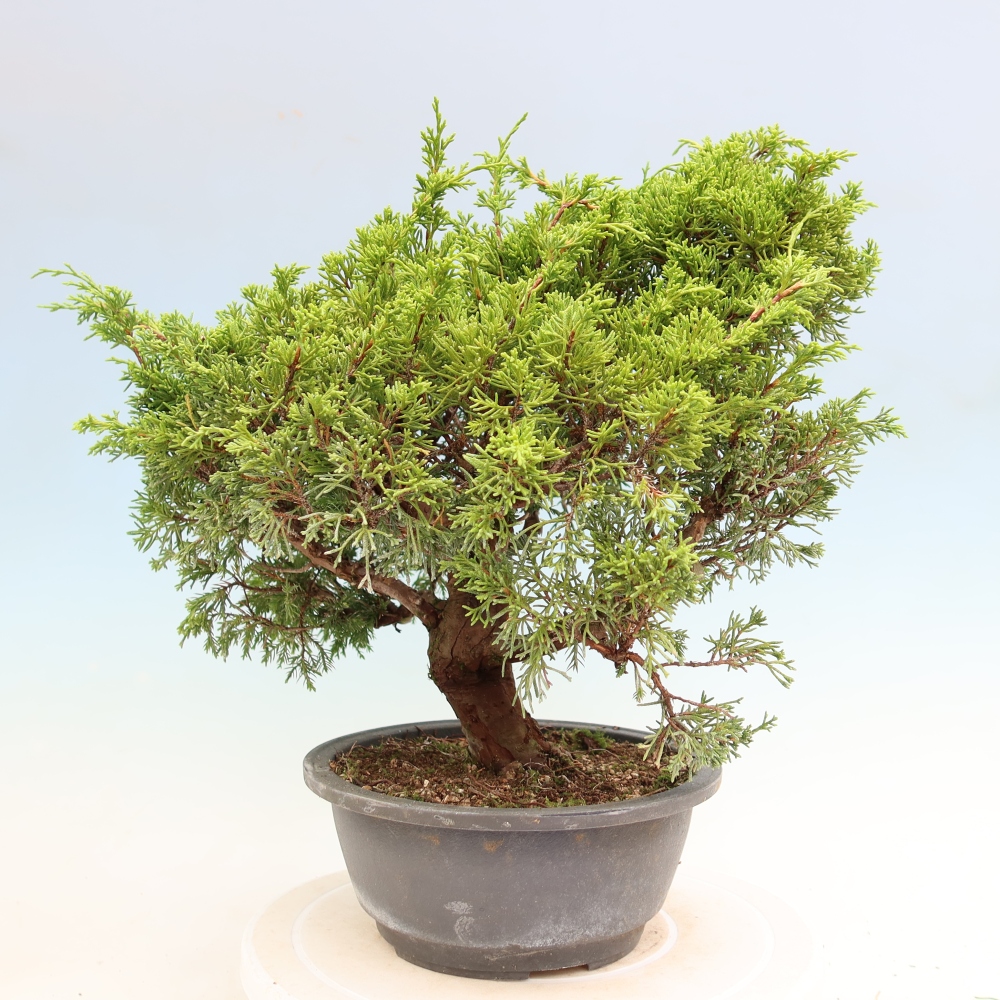 Bonsai ogrodowe – Juniperus chinensis Itoigawa – jałowiec chiński