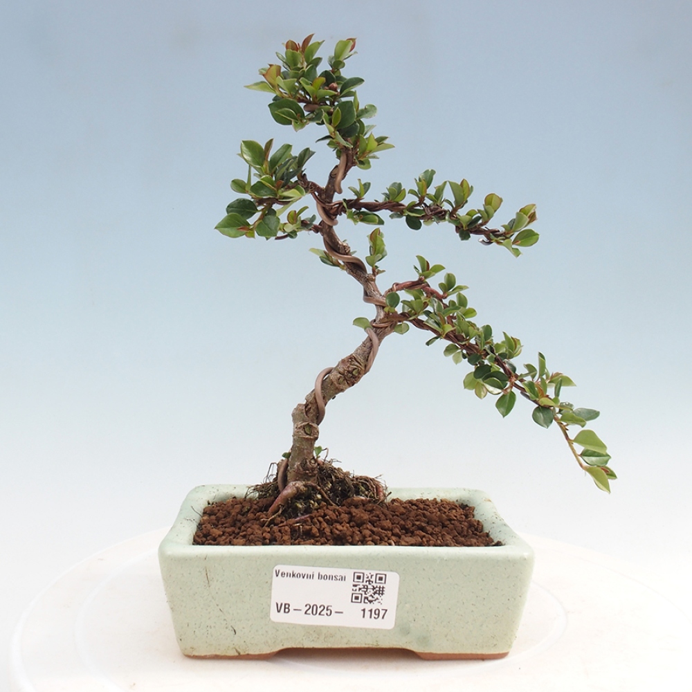Odkryty bonsai-Cotoneaster poziomy - Skała