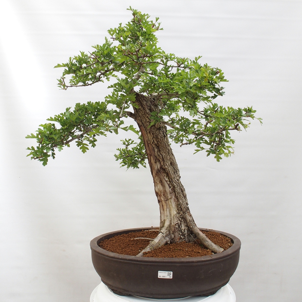 Bonsai zewnętrzne - Głóg - Crataegus monogyna