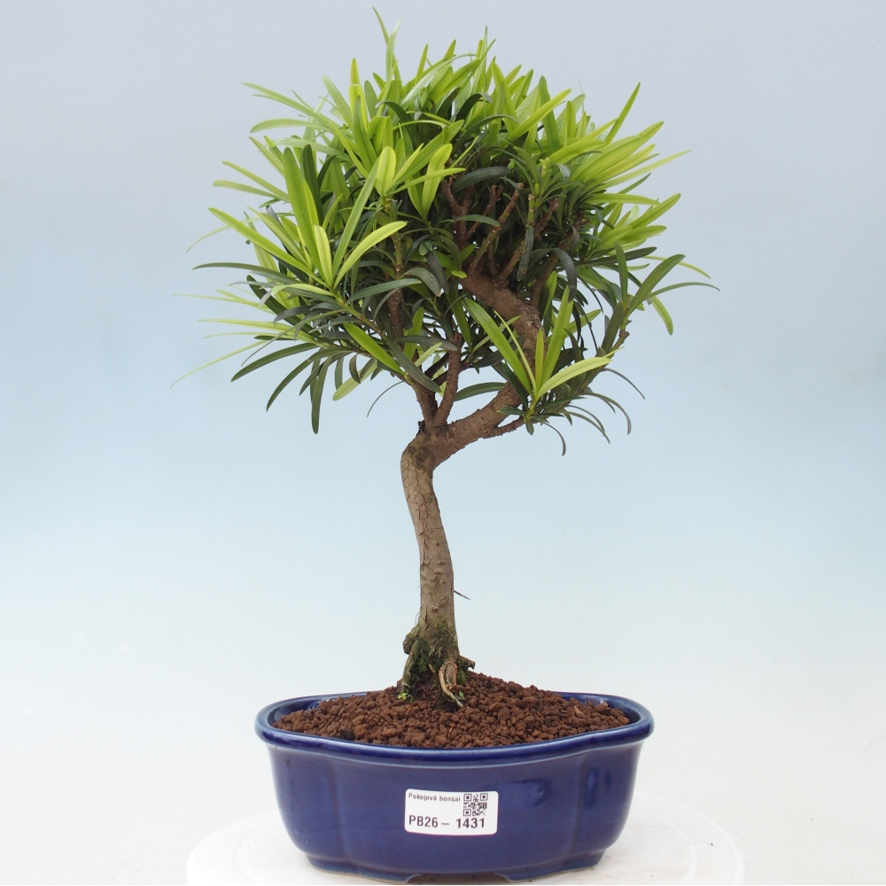 Pokój bonsai - Podocarpus - Kamienny cis