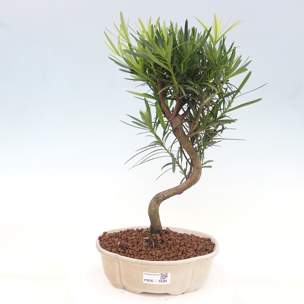 Pokój bonsai - Podocarpus - Kamienny cis