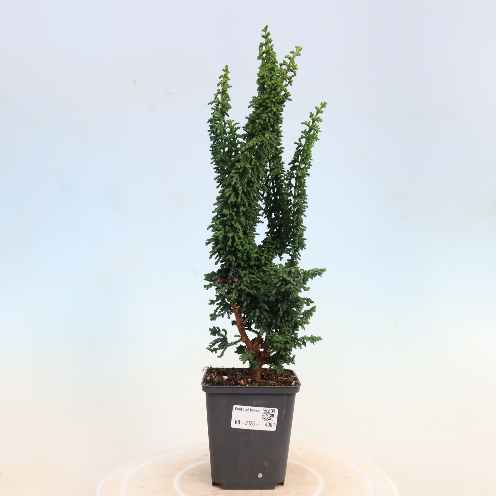 Bonsai zewnętrzne - Cham. obtusa SEKKA HINOKI - Cyprys