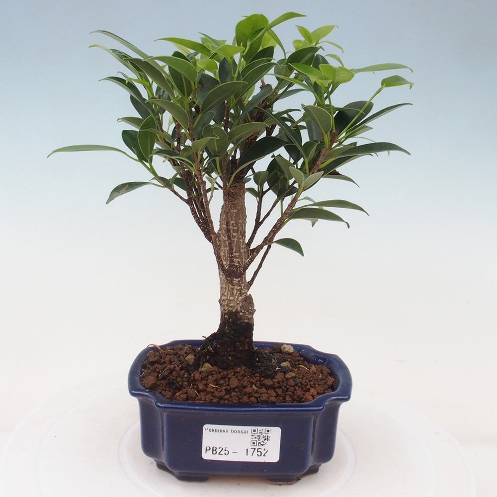 Pokojová bonsai - Ficus retusa - malolistý fíkus