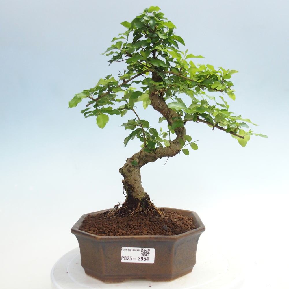 Pokój bonsai - Ligustrum chinensis - Dziób ptaka