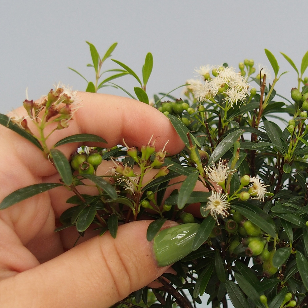 Indoor bonsai - Syzygium - Pimento - WYŁĄCZNIE ODBIÓR OSOBISTY lub transport paletowy