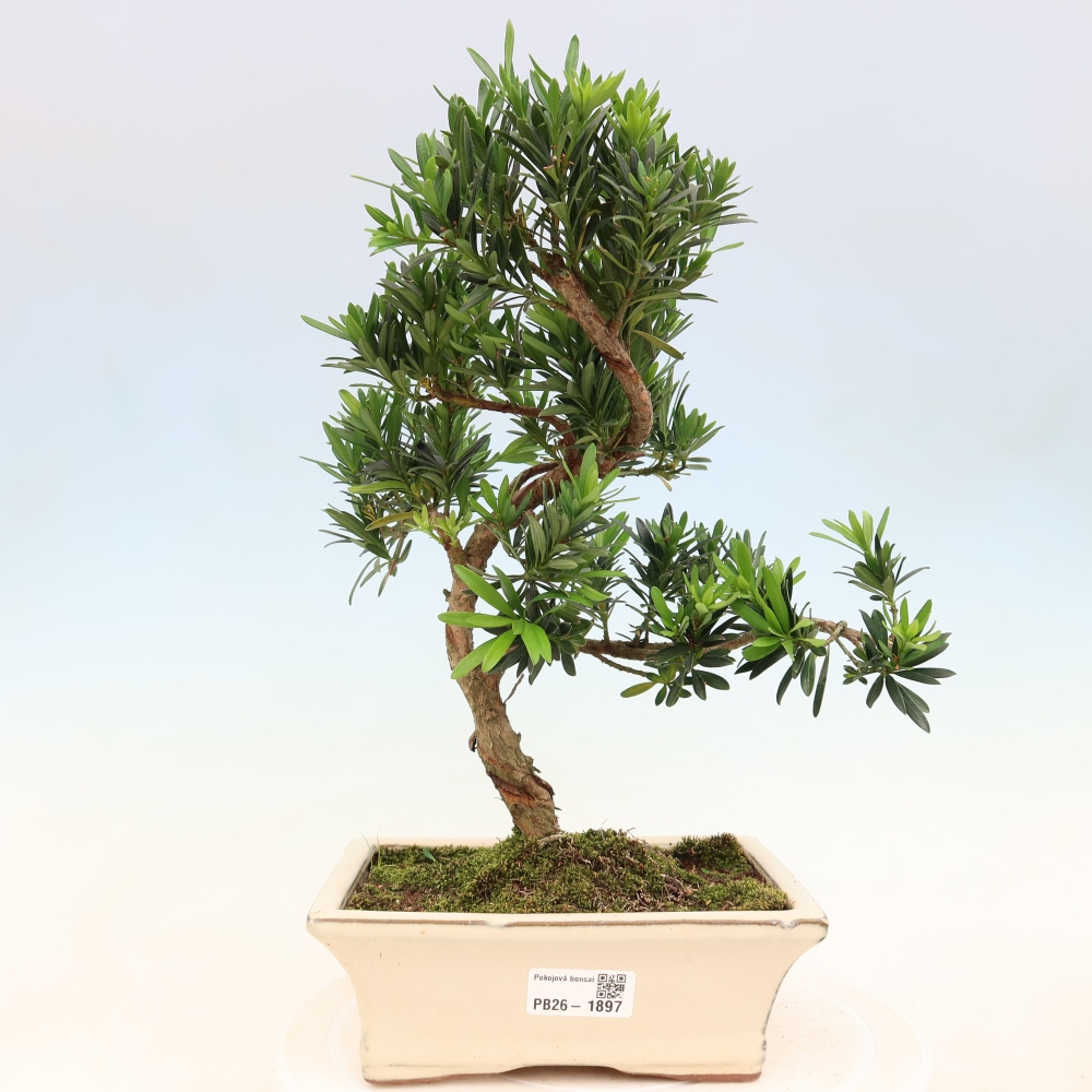 Pokój bonsai - Podocarpus - Kamienny cis