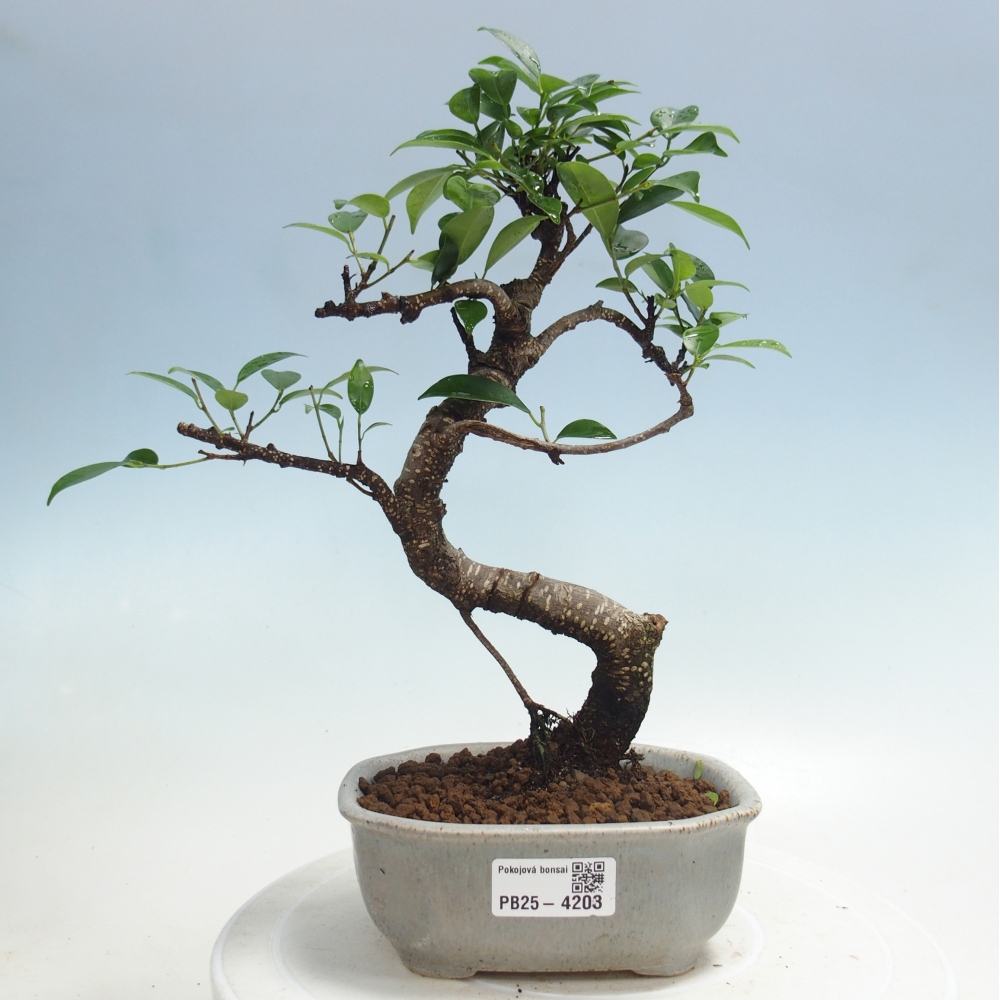 Pokój bonsai - Ficus retusa - figowiec drobnolistny