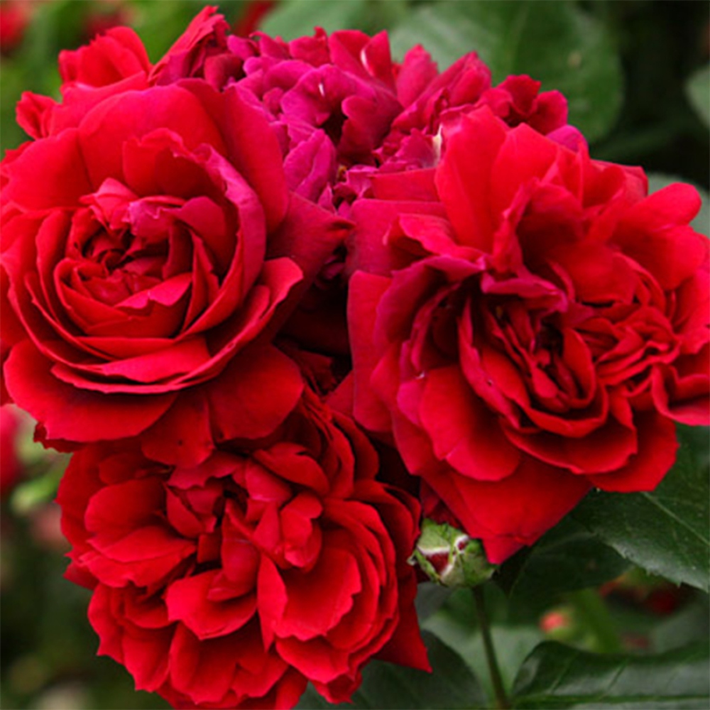 Bonsai na zewnątrz - Rosa Kordes - róża 