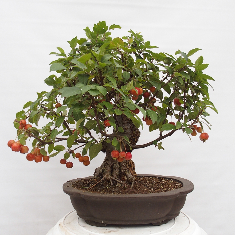 Bonsai plenerowe - Malus Halliana - Jabłoń drobnoowocowa