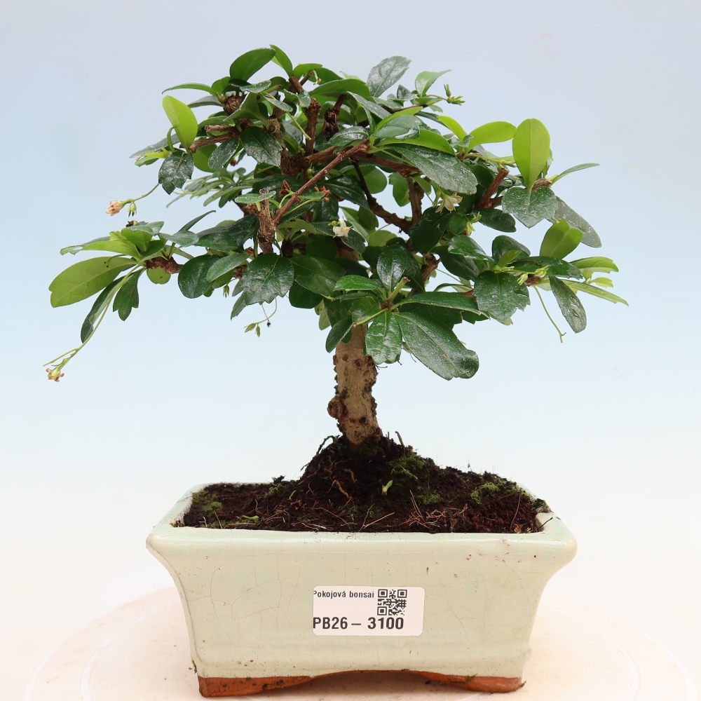 Bonsai pokojowe - Carmona macrophylla - Tea fuki
