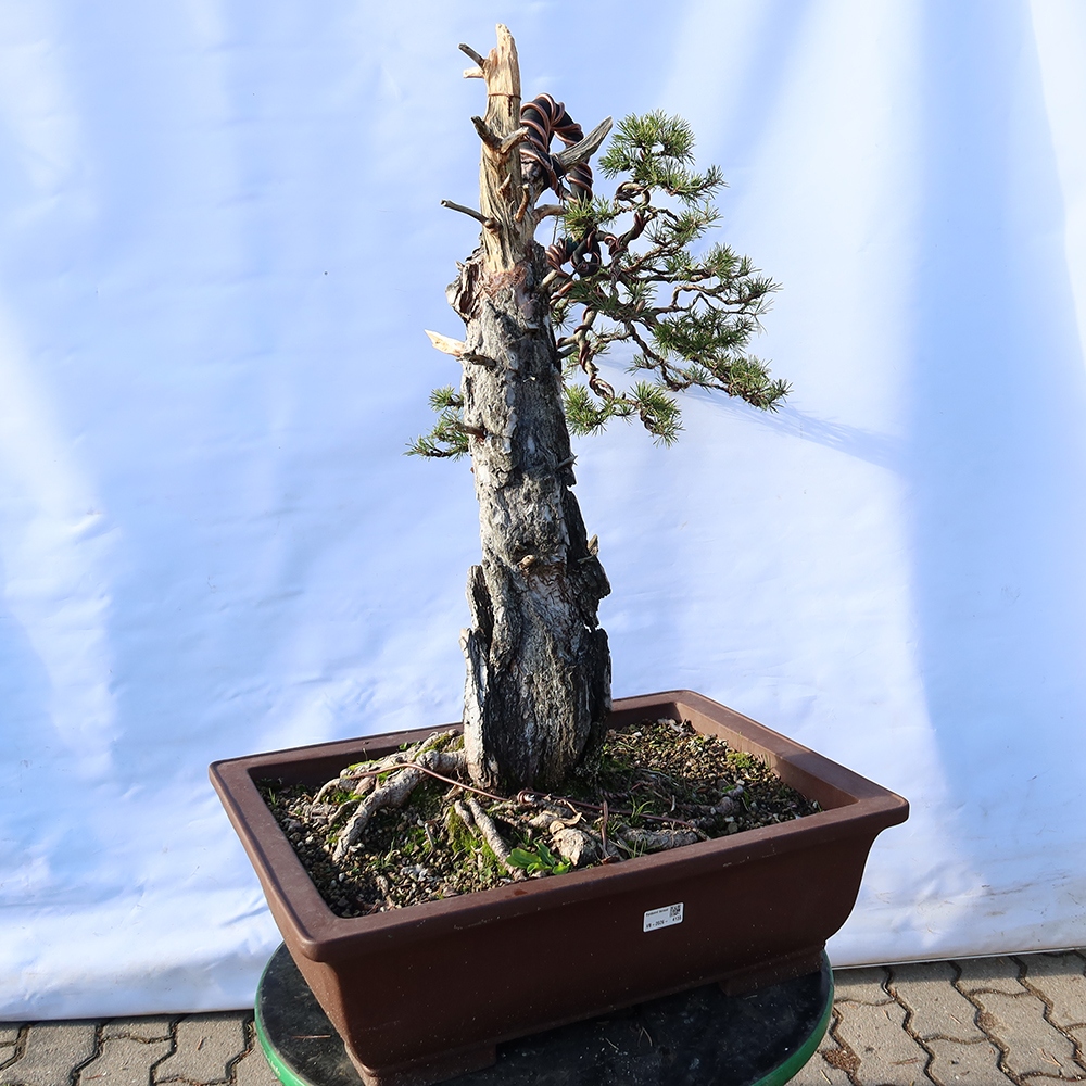 Pinus sylvestris Hiszpania – sosna zwyczajna