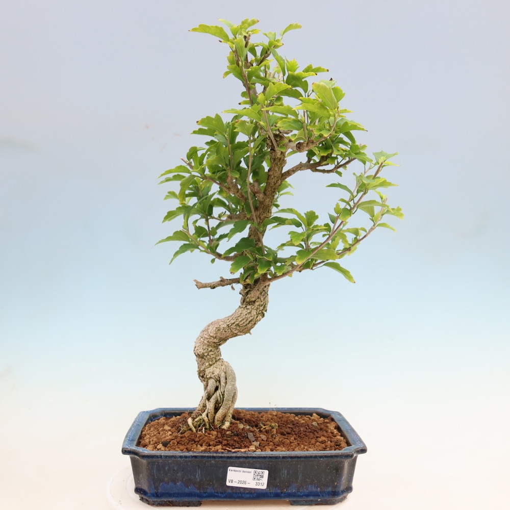 Bonsai ogrodowe – Hibiscus syriacus – hibiskus syryjski
