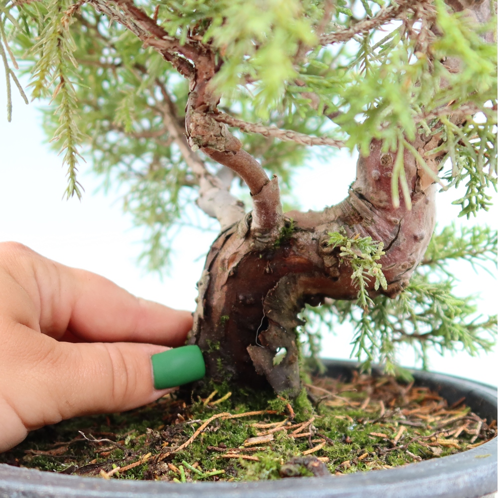 Bonsai ogrodowe – Juniperus chinensis Itoigawa – jałowiec chiński