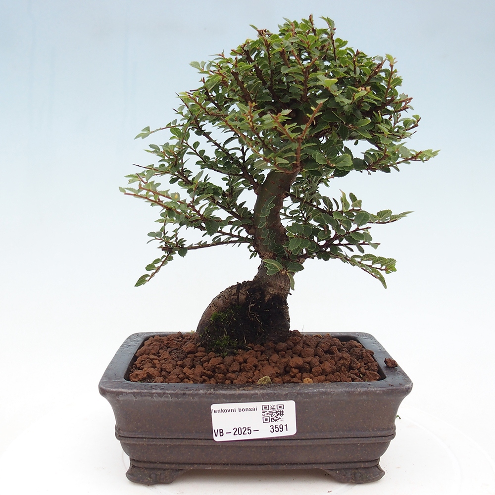 Outdoor bonsai - Ulmus parvifolia Hokkaido - wiąz chiński