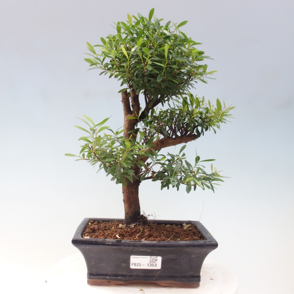 Pokój bonsai - Syzygium - Pimentovník