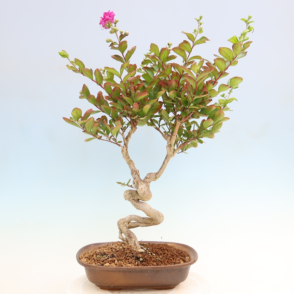 Bonsai pokojowe – Lagerstroemia indica – bz indyjski