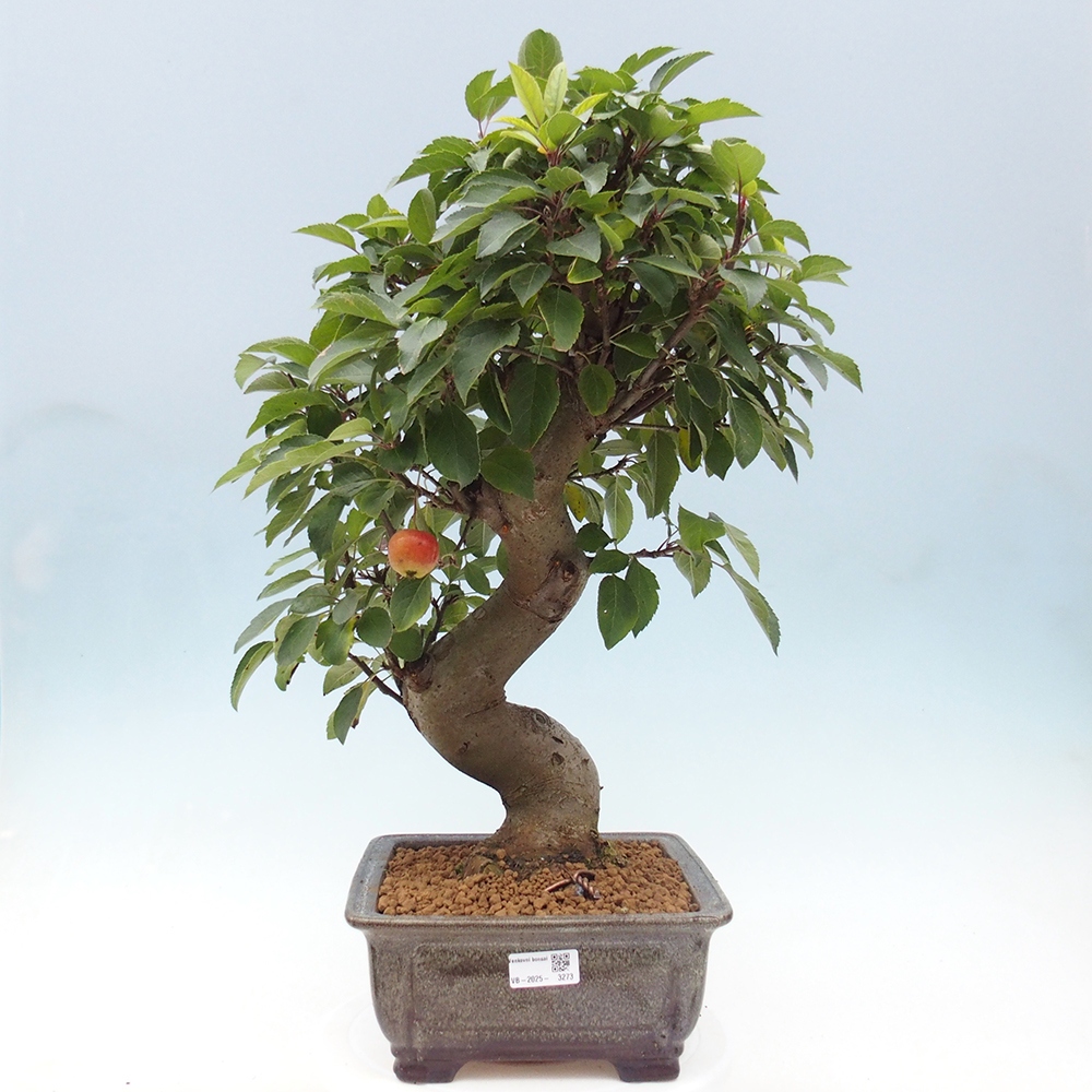 Bonsai plenerowe - Malus Halliana - Jabłoń drobnoowocowa