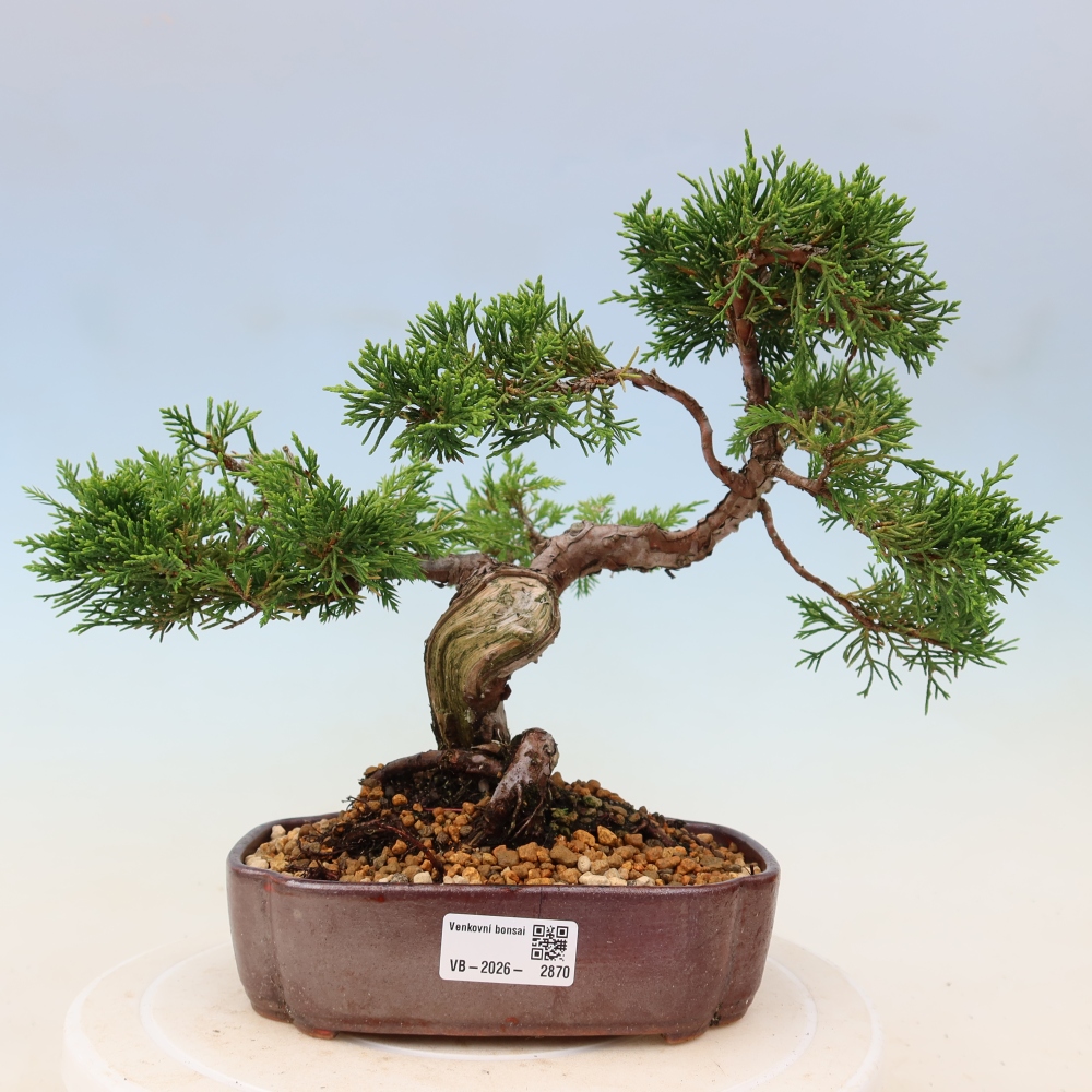 Outdoor bonsai - Juniperus chinensis Itoigawa