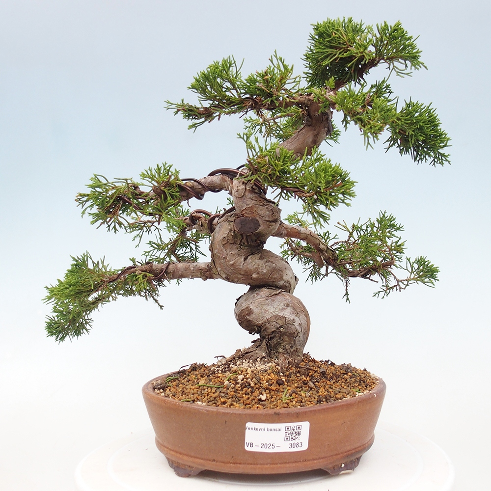 Outdoor bonsai - Juniperus chinensis Itoigawa - Jałowiec chiński