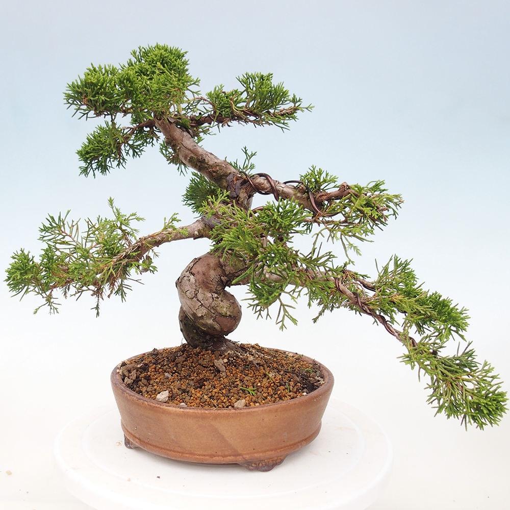 Outdoor bonsai - Juniperus chinensis Itoigawa - Jałowiec chiński