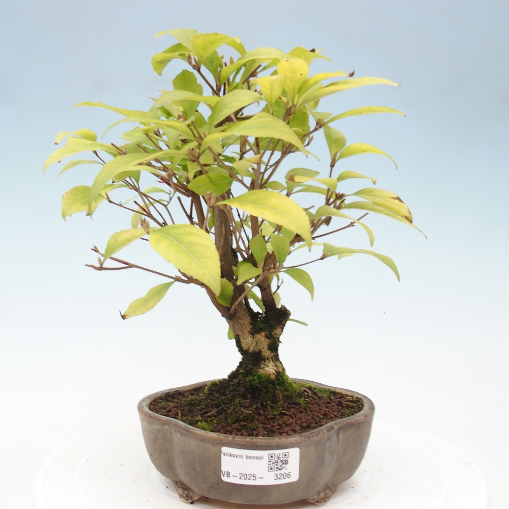 Outdoor bonsai - callicarpa jap Leucocarpa