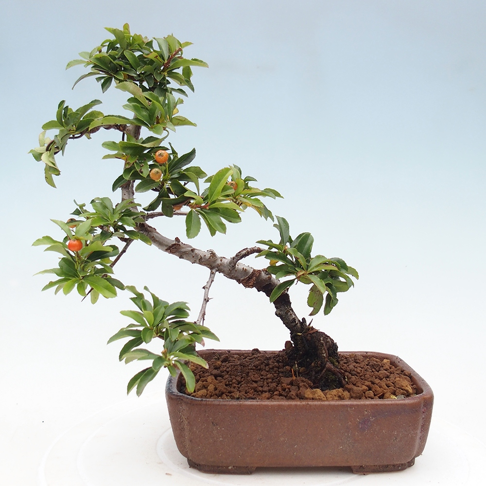 Outdoor bonsai-Pyracantha Teton -Hlox
