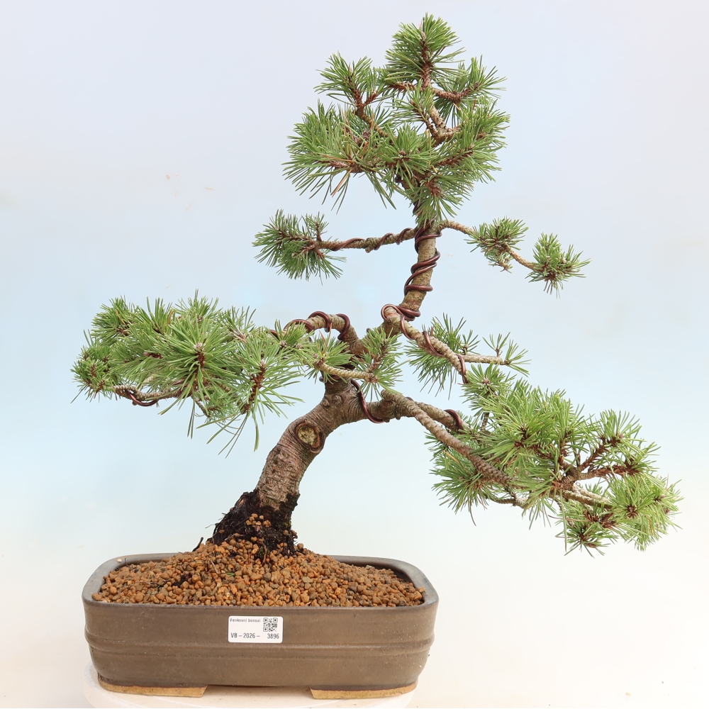 Bonsai ogrodowe – Pinus mugo Humpy – sosna karłowata