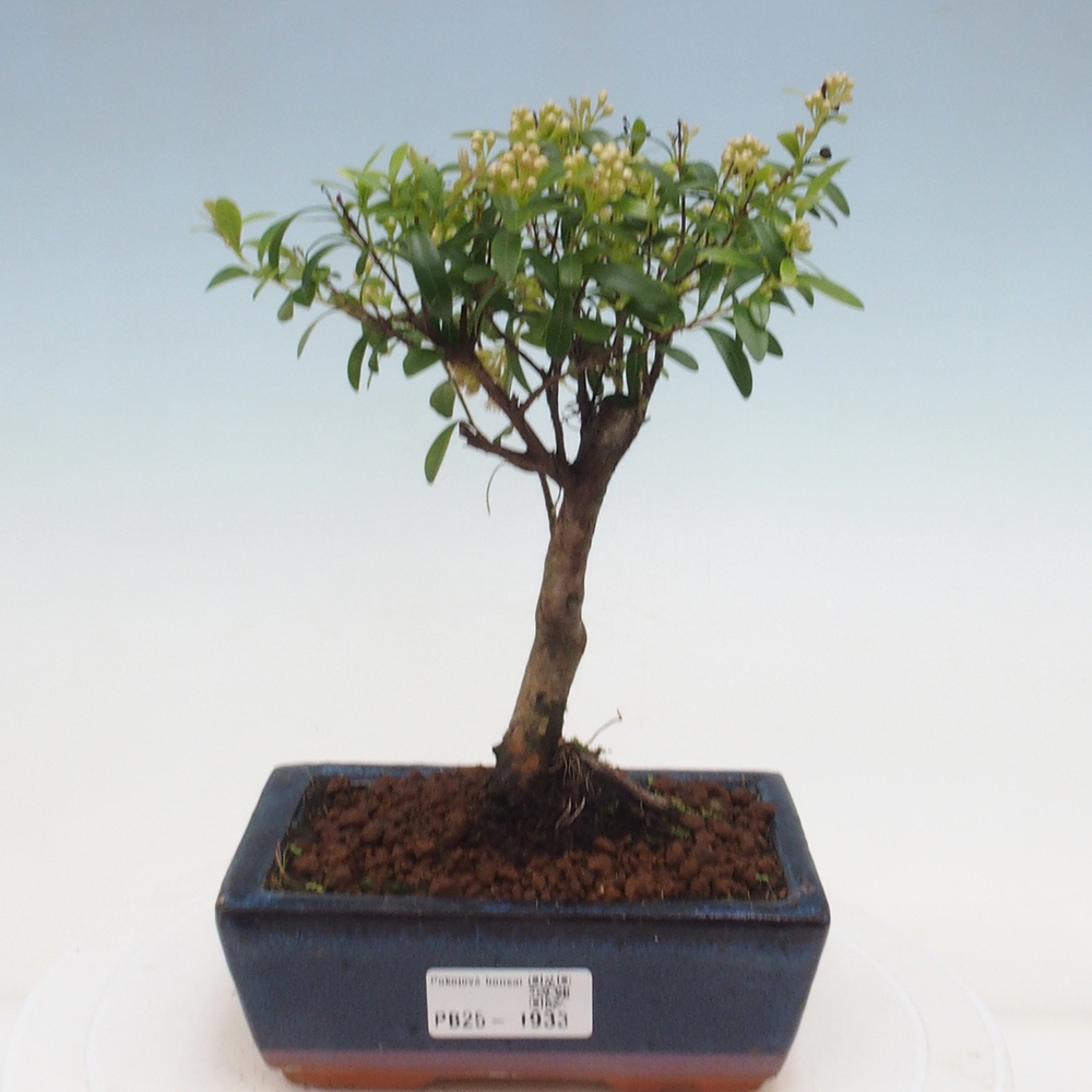Pokój bonsai - Syzygium - Pimentovník