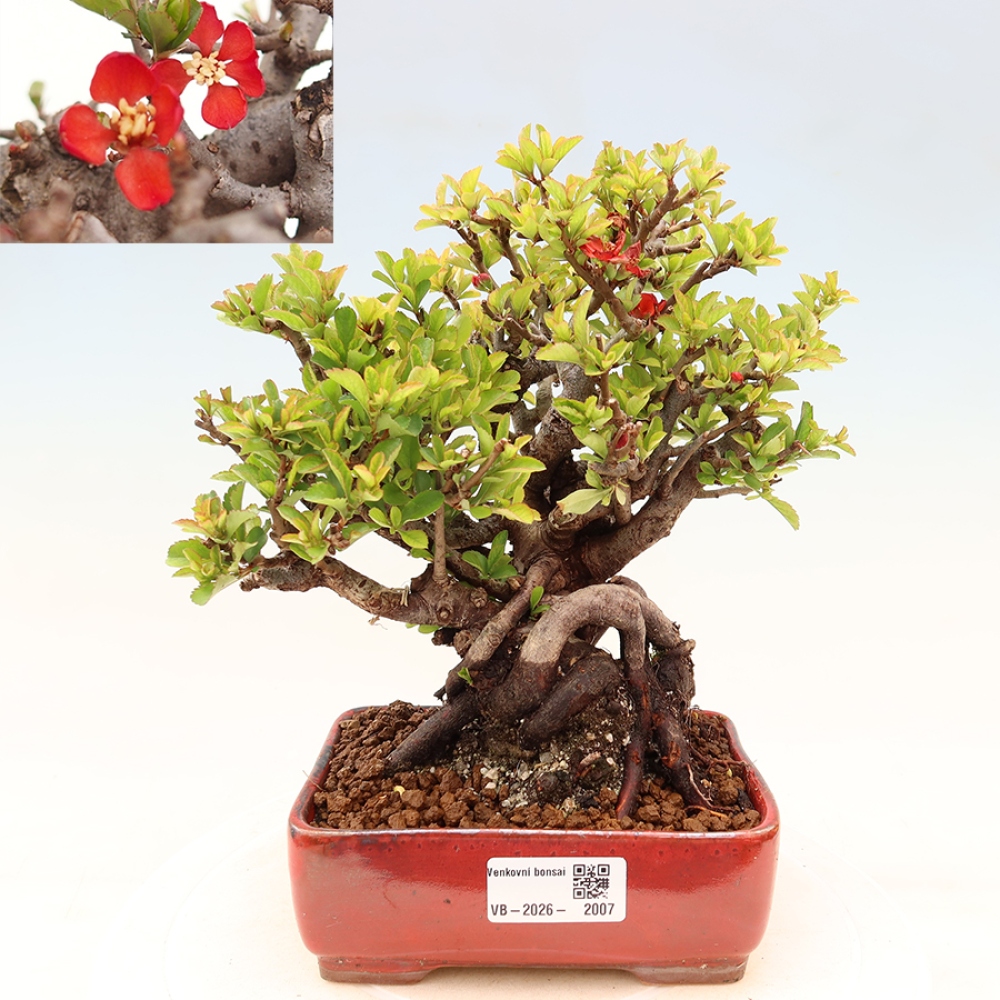 Bonsai zewnętrzne - Chaneomeles speciosa Chojubai