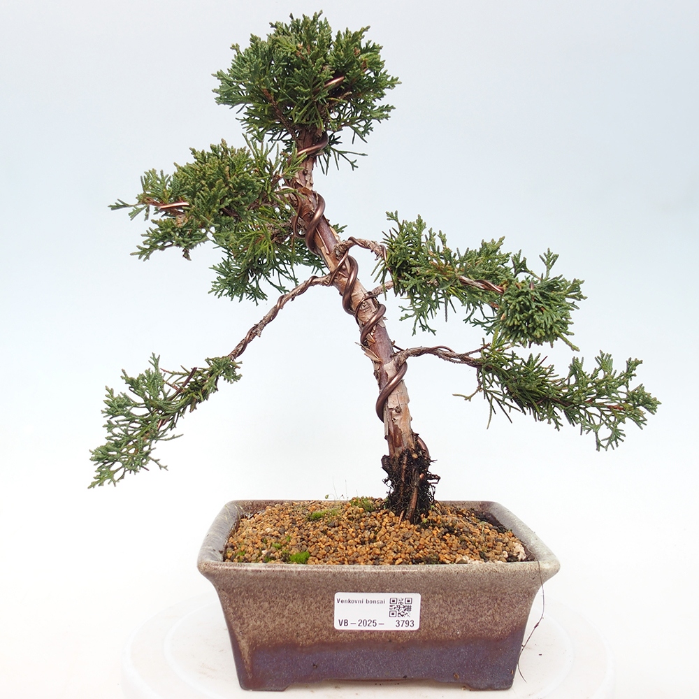 Outdoor bonsai - Juniperus chinensis Kishu