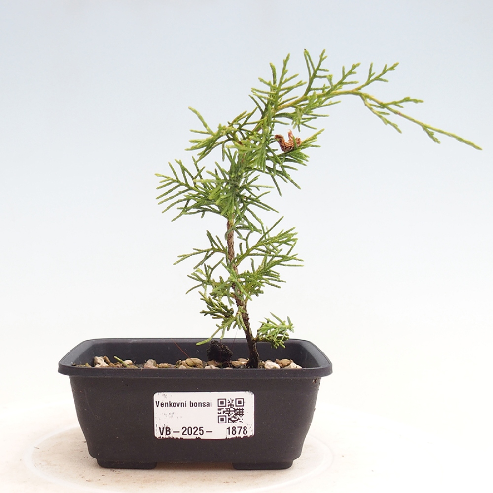 Outdoor bonsai - Juniperus chinensis Itoigawa - Jałowiec chiński
