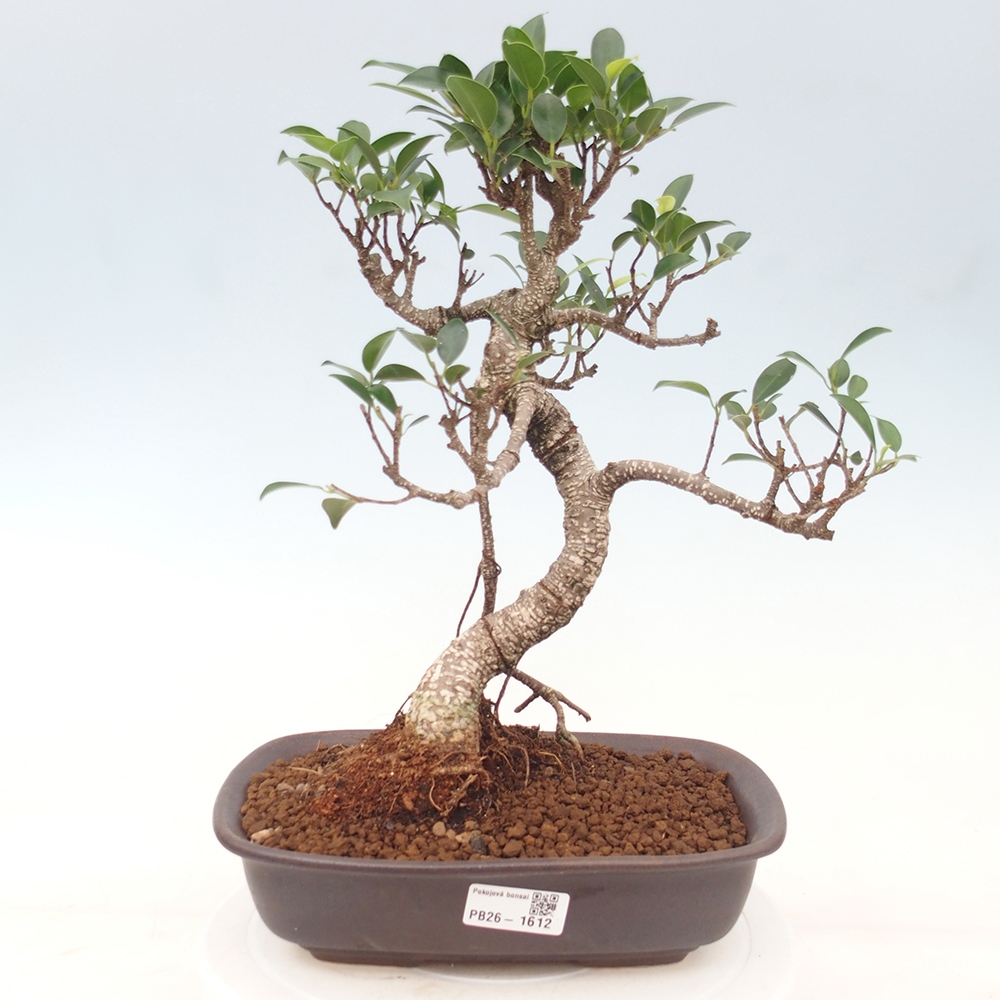 Pokój bonsai - Ficus kimmen - figowiec drobnolistny