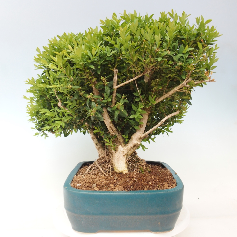 Bonsai zewnętrzne - Buxus sempervirens - bukszpan