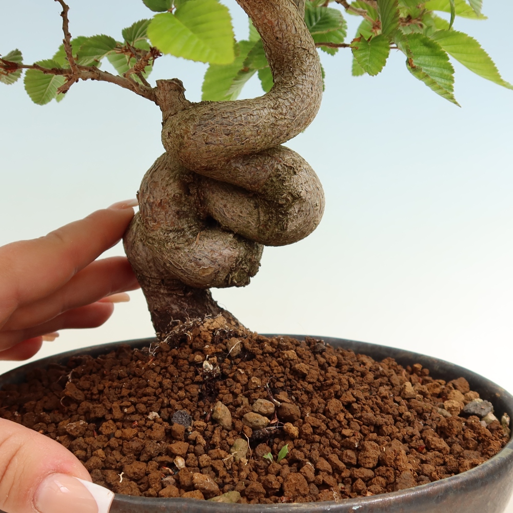 Outdoor bonsai - Carpinus coreana - grab koreański