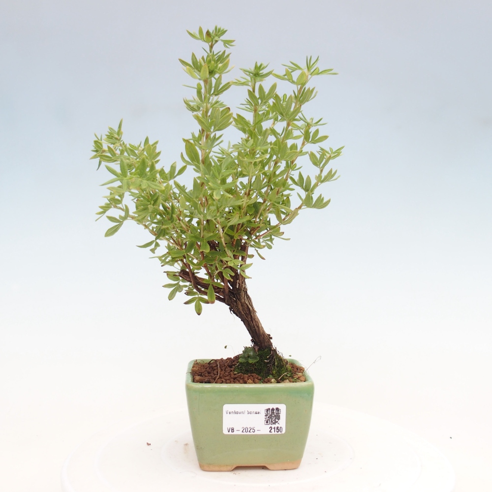 Outdoor bonsai-Pięciolistnik - Potentila fruticosa żółty Ptak