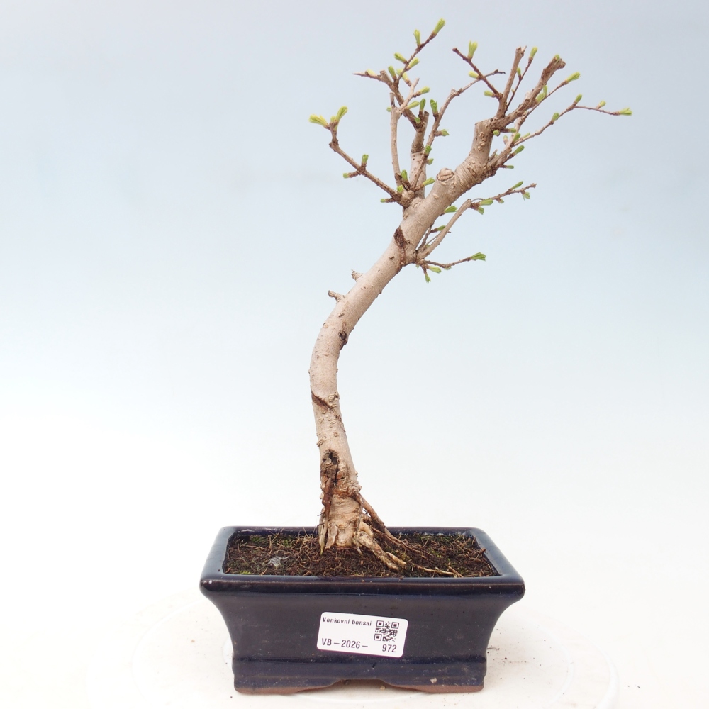 Bonsai zewnętrzne - Pseudolarix amabis-Pseudolarix amabis
