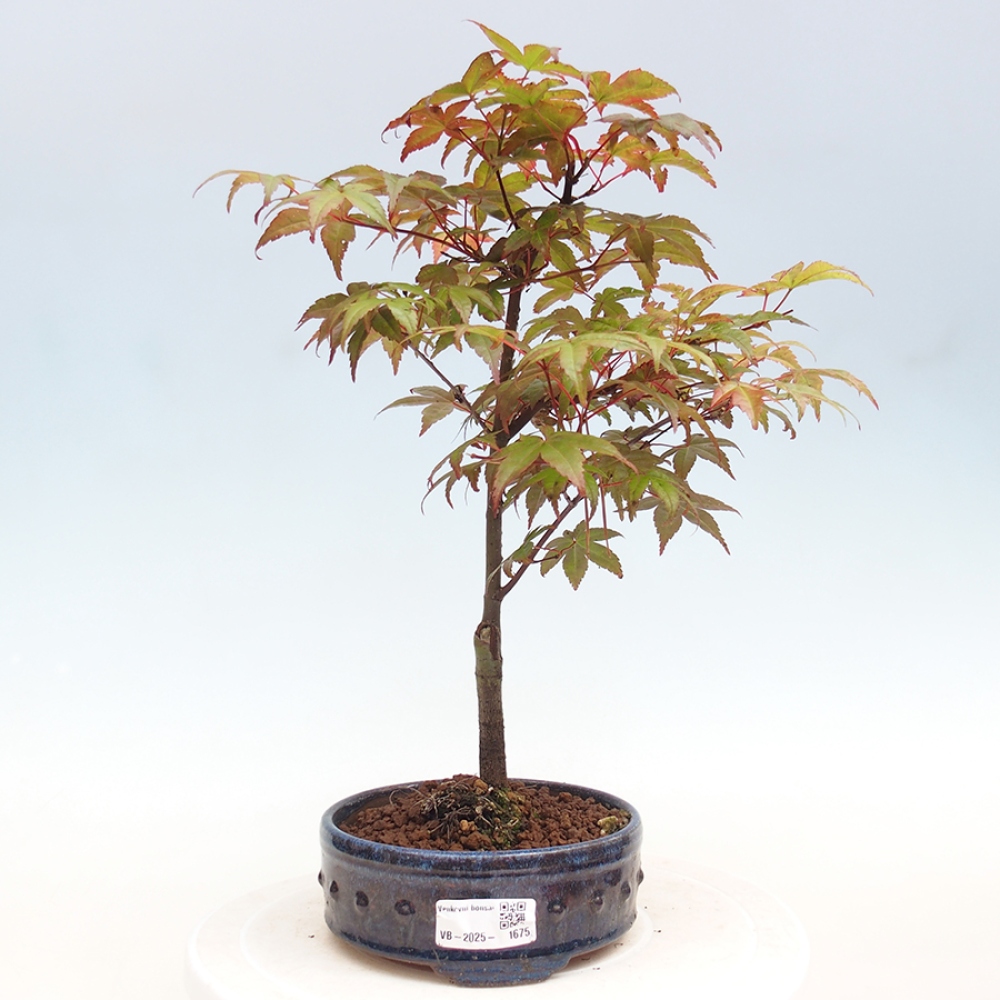 Outdoor bonsai - dlanitolistý klon - Acer palmatum DESHOJO