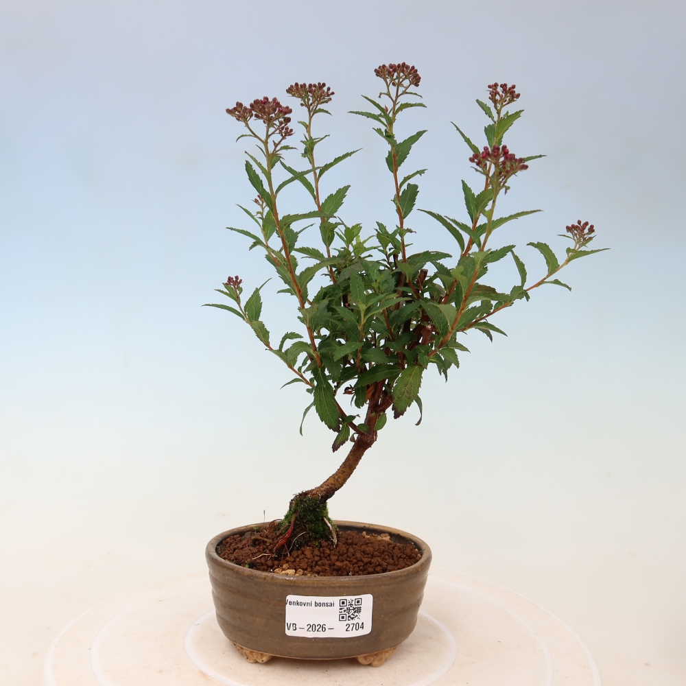 Bonsai ogrodowe – spirea japońska – Spirea japonica Anthony Waterer