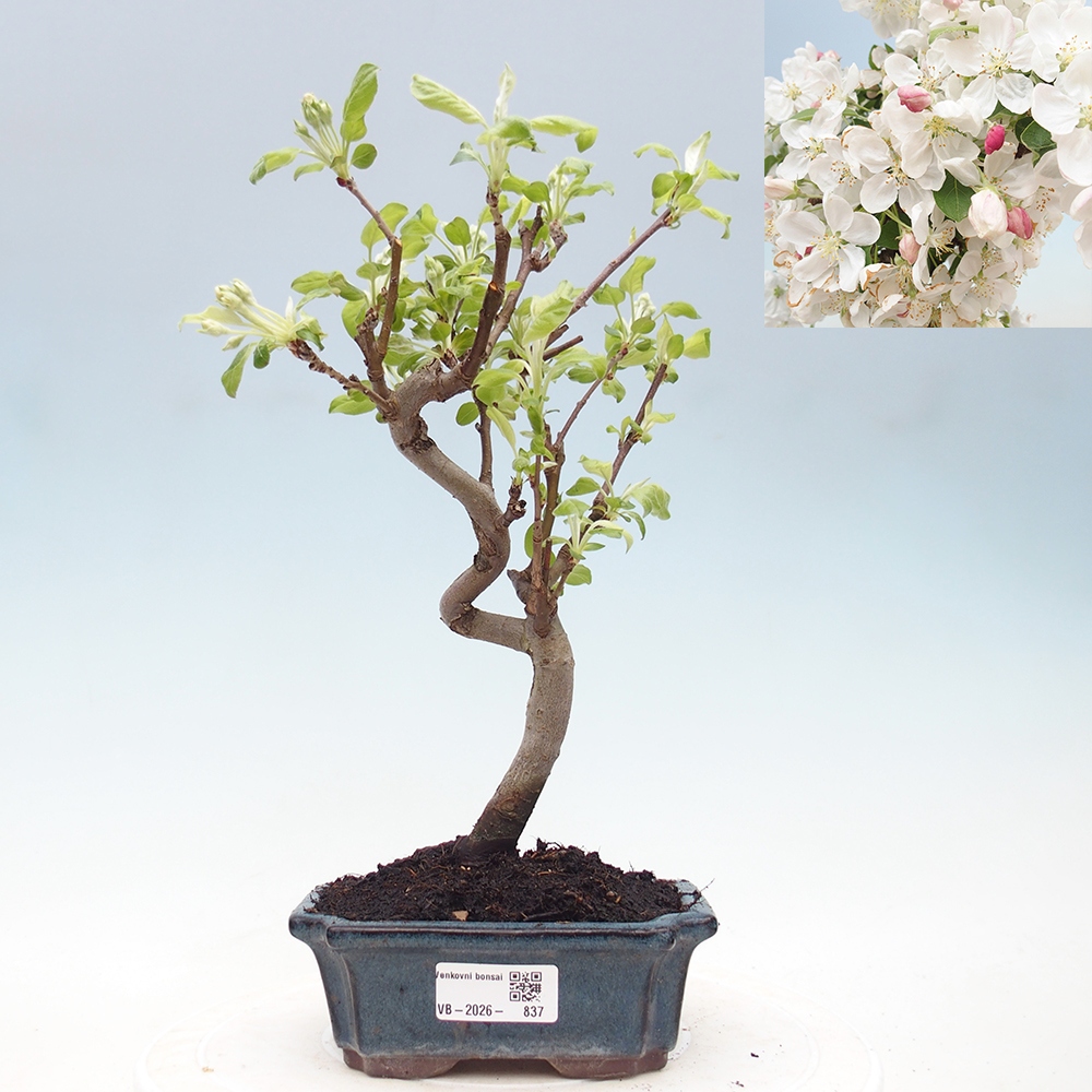 Outdoor bonsai - Malus halliana - Jabłoń drobnoowocowa