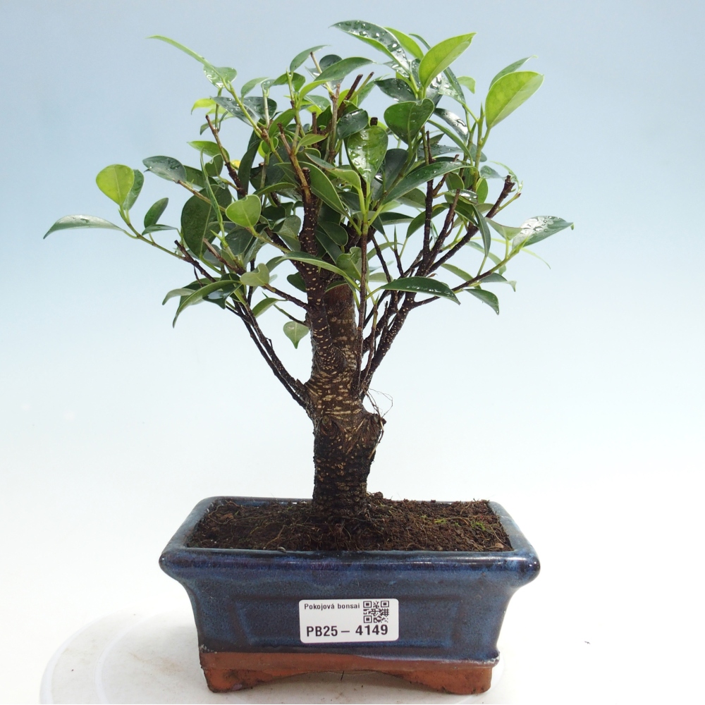 Pokój bonsai - Ficus retusa - figowiec drobnolistny