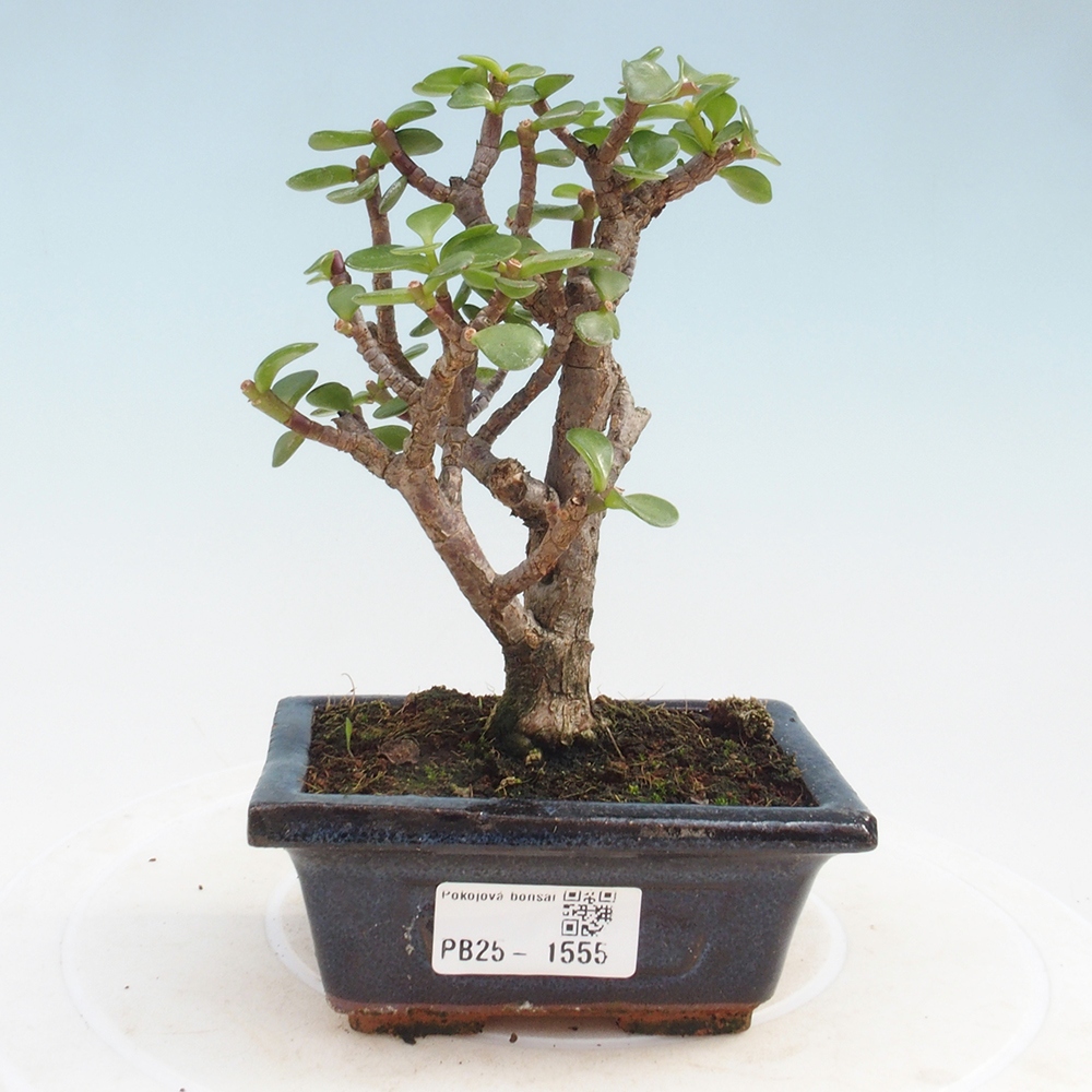 Kryte bonsai - Portulakaria Afra - Tlustice