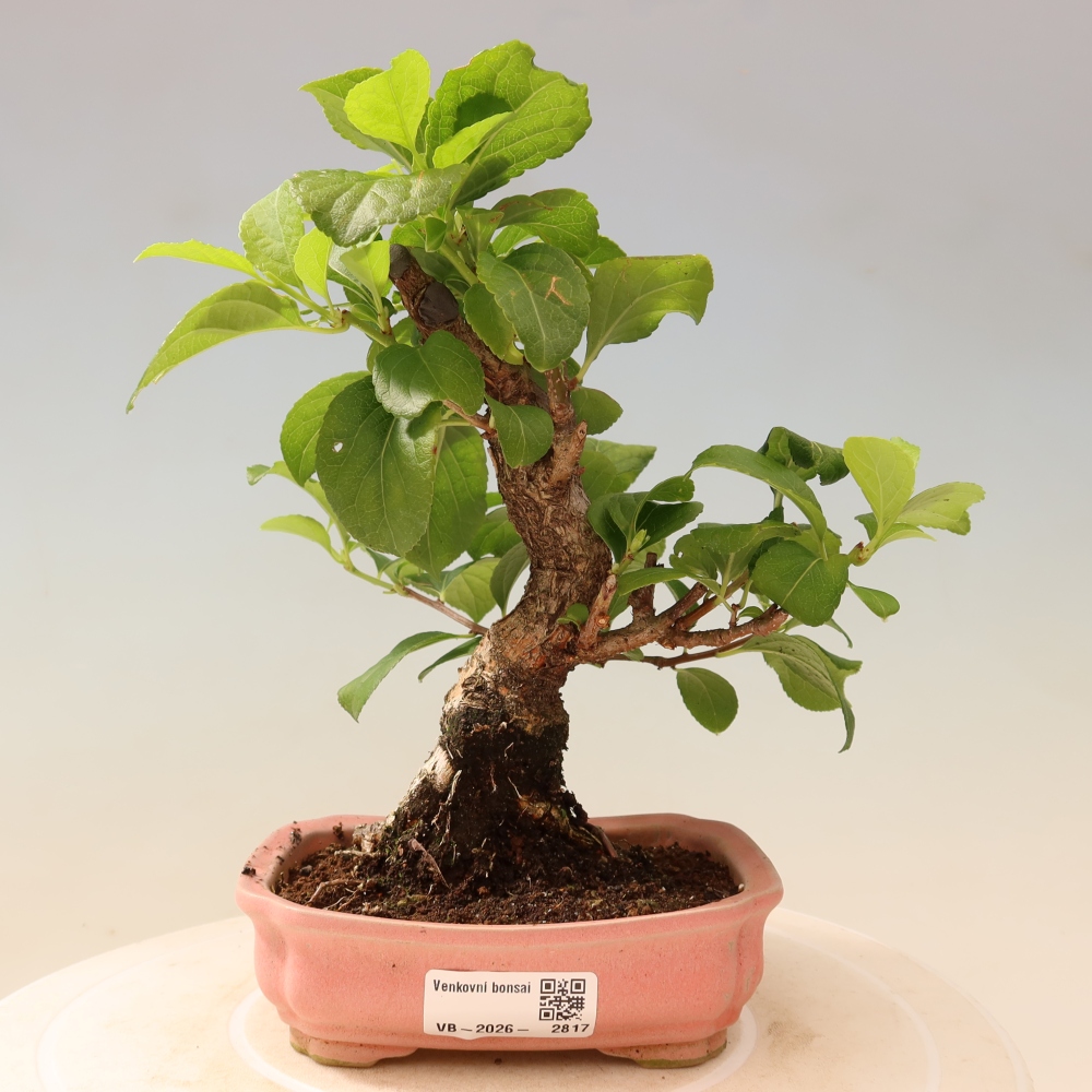Bonsai zewnętrzne - Celastrus orbiculatus